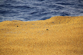 We had a close-up view from the ship of the Sargassum patch as it passed by. Photo: Debbie Nail Meyer
