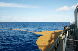 Our view of the patch from the ship when it reached the same position. Photo: Debbie Nail Meyer