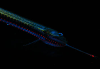 When we shined the blue LED lights on the black-belly dragonfish Stomias, we saw small spots of red fluorescence along the underside of the head and body. Maybe it should be renamed the red-belly dragonfish? Photo by Steve Haddock.