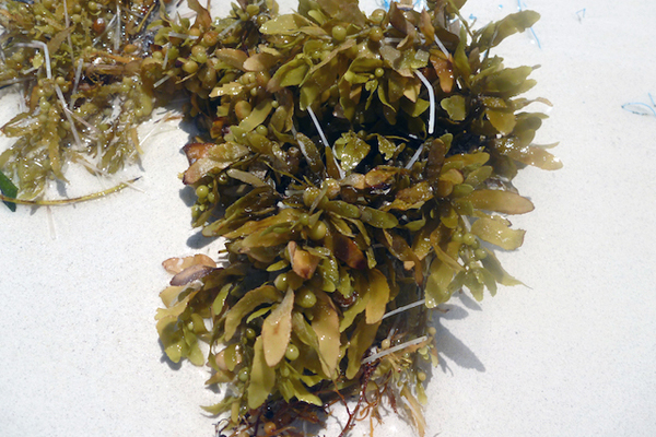 Pieces of Sargassum seaweed can be found on the beaches around Grand Bahama. Researchers will be collecting samples of this seaweed at four locations at sea between the Bahamas and Bermuda.