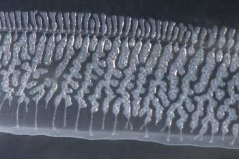 We have been extremely fortunate during this cruise. Our blue-water SCUBA dives have been successful in collecting two different species of Ocyropsis—Ocyropsis crystallina, and the much larger Ocyropsis maculata. The eggs are prominently visible in the female O. maculata. Photos by Bill Browne.