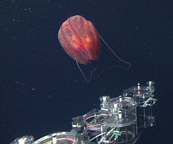 We dove in Alarcón Basin today and reached the bottom at 2,675 meters with the ROV. On its way back up we observed this amazing ctenophore Aulacoctena, which happens to be very bioluminescent. However, we decided not to sample it due to its immense size; it is slightly larger than a football. As you can see it was much too large to fit into our sample cylinders without being damaged.