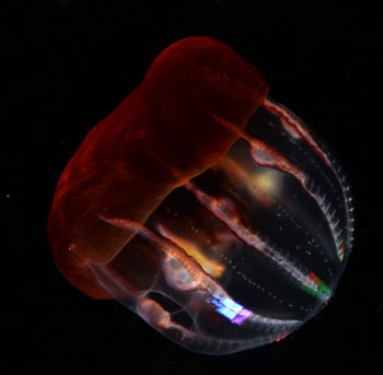 Most jellies exhibit bright green or blue bioluminescence. In some species like the medusa Atolla, waves of light pinwheels spread along its body's surface. Others like the cydippid ctenophore Bathyctena exude a cloud of luminous particles, causing the water to scintillate in their wake. Photos by Steve Haddock.