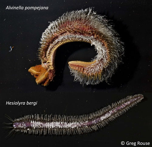 Two species of worms common to these vents. The hesinoid (bottom) is a species that was noticeably absent during the Pescadero Basin vent dives.