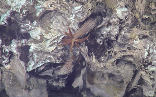 Neighboring alvinellid worms interact with one another on a frequent basis.