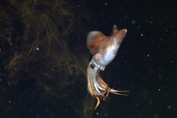 The rare deep-sea squid Ancistrocheirus was hiding in an ink cloud when we approached it.