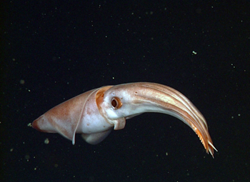 In this image, you can see the hooks on the squid’s tentacles and the photophores on the body.