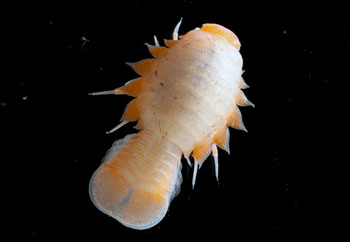 The commensal isopod Anuropus is about three inches long. Researchers suspect they may eat some of the food the jelly captures. Photo by Karen Osborn.