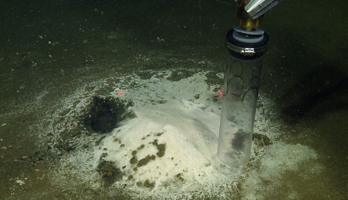 The manipulator arm samples a dense, white bacterial mat with a push core. The red spots are lasers from the ROV that are 29 centimeters apart.