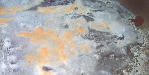 bacterial mats