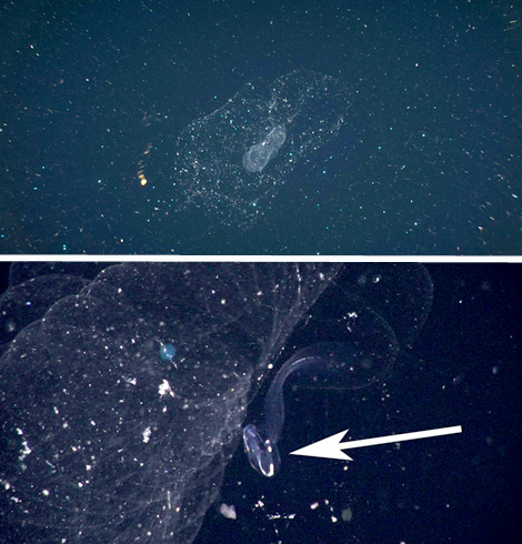 Here are two images of giant larvaceans we saw today. The upper shot shows a larvacean's mucous