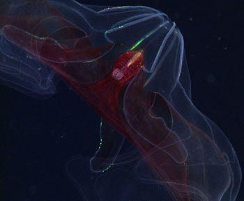 This comb jelly, Bathocyroe sp. has a red gut to hide the bioluminescence of the animals in its gut!