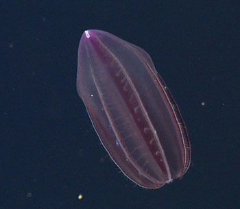 Erik Theusen has custom-designed an onboard respiration system for measuring the metabolism of small deep-sea animals like this beautiful ctenophore Beroe abyssicola. It is fortunate that the oxygen electrodes worked so well, considering the hefty tariff he had to pay on them when he first arrived at the airport. His research examines how animals adapt physiologically to life in these stratified, low-oxygen environments.