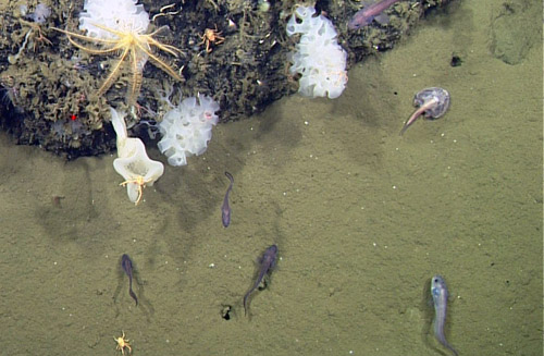 Sponges, squat lobsters, batfish, grenadiers, and codlings are common in this image from approximately 650 meters in the oxygen minimum zone off Cabo Pulmo.