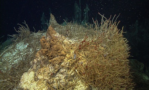 The top of the vent where we sampled today looked like a castle with dormant chimney towers in the background. There were thousands of Oasisia tubeworms (red plume with brown tube) and numerous purple scale worms (Archinome levinae, a new species named in 2013) throughout the vent field.