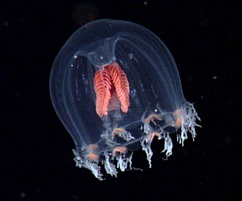 Today, these jellies, Chiarella centripetalis,were abundant between 200 and 300 meters deep.