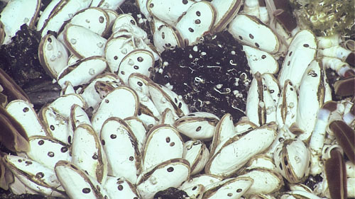 Many areas that we explored were full of only the scattered shells of dead Calyptogena clams, but this spot was densely populated with beautiful living ones.