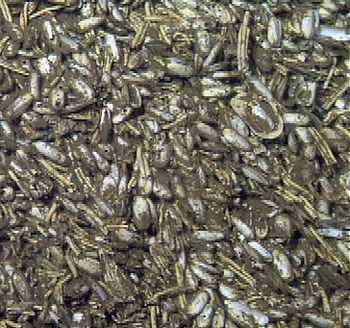 The site contained a large clam field. These clams, Ectenagena elongata, are chemosynthetic. They derive much of their nutrition from the symbiotic sulfur-oxidizing bacteria in their gut.