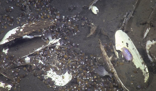 The Archivesica diagonalis are the clam shells, Provanna are the tiny and abundant snails. The colorful little scale worms are Branchinoto gluma.