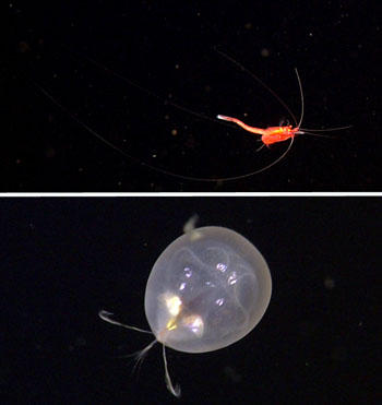 These crustaceans are examples of animals whose respiration can be measured in the Midwater Respirometry System. Top, a mysid is a shrimp-like animal often abundant in the deep midwater. Bottom, the giant ostracod, Gigantocypris agassizii, is also a deep-sea crustacean.