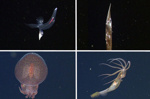 Clockwise from upper left: Carinaria japonica, a heteropod that is abundant in these tropical waters, but rare in Monterey Bay; Serrivomer, a type of deep-sea eel found here and at home; Grimalditeuthis bonplandi, a deep-sea squid that we are seeing for only the second time in MBARI’s 27 years of deep-sea exploration; Japetella diaphana, a species of midwater octopus that is relatively abundant in the Gulf compared to Monterey Bay. A few of the scientists onboard this cruise published research on Grimalditeuthis bonplandi in 2013, speculating that they may use their tentacles to lure prey.