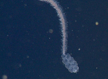 Several of our collaborators are working with Steve to document the vast diversity of siphonophores, and last year they described two species of Apolemia from Monterey Bay. We have already come across both species on our first few dives in the Gulf. This genus has few described species, but a large number of unnamed ones: Compare the Apolemia we posted yesterday with these two we saw today. Superficially they all look similar, but if you look closely at the siphosome (stem) you can see that they are very different.