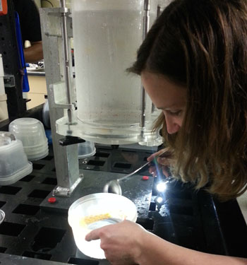 After the ROV is back aboard the Western Flyer, the researchers work quickly to get the samples out of the buckets and store them in a dark, walk-in cold room until they are ready to analyze them. Cat Munro very carefully removes a delicate orange physonect siphonophore (Bargmannia amoena) from one of the detritus samplers.