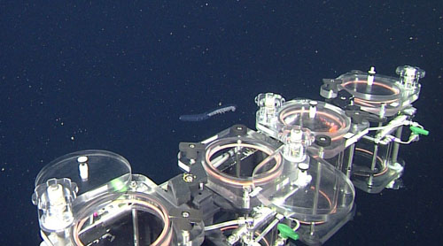 The ROV Doc Ricketts gently collects a fragile Erenna in a detritus sampler. These animals are too fragile to study from trawl-caught specimens, but we can learn a lot from the pristine specimens collected by the ROV. Haddock and his colleagues recently described a new species of Erenna that attracts fish using fluorescent lures. These large siphonophores are plentiful in the Gulf of California, likely because there is a large abundance of prey.