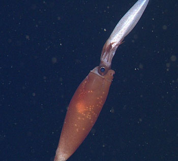 We spotted this large cranchiid squid, Galiteuthis pacifica, as it was feasting upon another large squid (perhaps Leachia danae).
