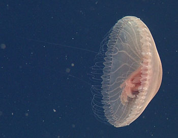 Several interesting jellies I've been observing during the ROV dives.