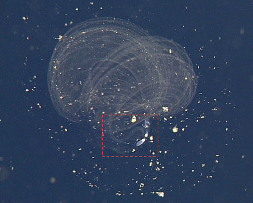 Surprisingly, we have not yet seen the thick layer of giant larvaceans (Bathochordaeus) that I am looking for, but we have observed several of these smaller fritillarid larvaceans in deeper waters. They build very intricate mucus houses to filter detritus out of the water column for food. The red box outlines the animal.