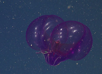 Although both are exquisite, the juvenile form (top) of this purple lobate looks very different from the mature lobate ctenophore (bottom). We are able to reveal these relationships using molecular analyses.