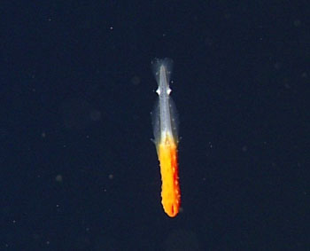 The remarkable chaetognath worm, Archeterokrohnia docrickettsae, was described by Erik Thuesen and Steve Haddock from a single specimen found on our last trip to the Gulf in 2012 and was named in honor of the ROV Doc Ricketts. This time we saw at least half a dozen of them living just off the bottom at the deepest sites we surveyed, and we were able to give a sample to our Mexican collaborators for their collections.