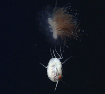 This white amphipod Mimonectes was found hanging on a piece of a siphonophore. There is no structure or shelter in the midwater, so animals make due with whatever they can grab on to.