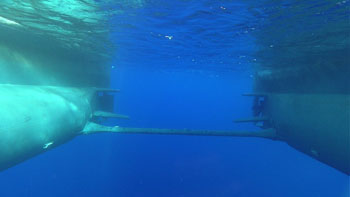 The water was so calm and clear today we were able make a visual inspection of the Western Flyer’s hulls with the ROV! The visibility was over 40 meters. And the water was warm (24 degrees C) — a nice treat for the blue-water divers.