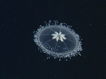 We went all the way to the bottom (3,200 meters) with the ROV today. This ethereal white medusa was living in the layer just off the seafloor, the benthic boundary layer. The benthic boundary layer is an important zone of biological activity in the ocean due to the physical and chemical processes occurring at the water/sediment interface. The researchers in the control room were completely captivated, as we have not seen this particular jelly before.