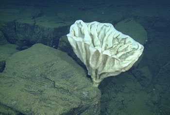 A fluted vase sponge is attached to a thick lava flow that had been cracked by a later lava intrusion from underneath.