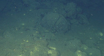 Yellow bacterial mat surrounds small cracks in the lavas at the caldera rim. While this seamount is probably hundreds of thousands, if not millions, of years old, fluids being heated by the volcano as it slowly cools are still circulating through cracks in the seafloor, feeding these chemosynthetic bacteria.