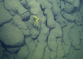 In contrast to the rhyolite lava pillows in the previous image, the surface of these basalt lava pillows is relatively smooth, and the pillows are narrower. This is because basalt lava flows more easily due to its lower silica content and viscosity. Bright yellow stalked crinoids are common on Alarcón Rise.