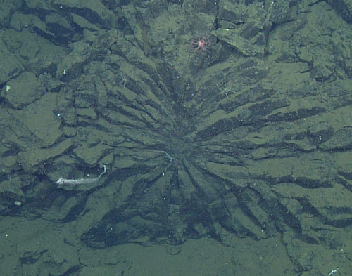 Sunburst radial jointing in the interior of a large pillow lava exposed in a fault scarp. This extreme radial jointing is not commonly seen in basaltic lavas.