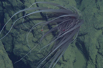 A large sea anemone (possibly of the genus Bolocera) is attached to a ridged pillow lava. The red laser dots are 29 centimeters apart for scale.