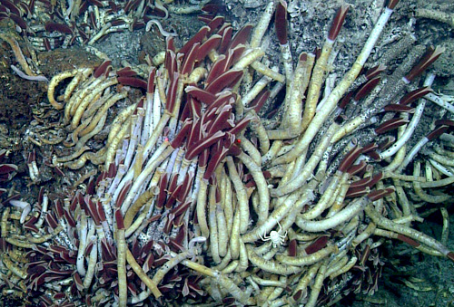 Giant vent tube worms (Riftia pachyptila), galatheid crabs, and perhaps a zillion limpets are colonizing this chimney. Red laser dots are 29 centimeters apart for scale.