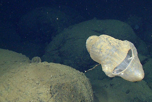 We observed this unusually large specimen of a Culeolus stalked tunicate. It is roughly 25 by 40 centimeters. 