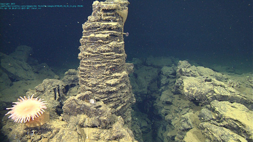 Looks like an underwater garden. An anemone is to the left of a lava pillar. This pillar formed in a lava lake and originally supported a solidified crust that has since collapsed around it, and the solidified lake has been faulted.