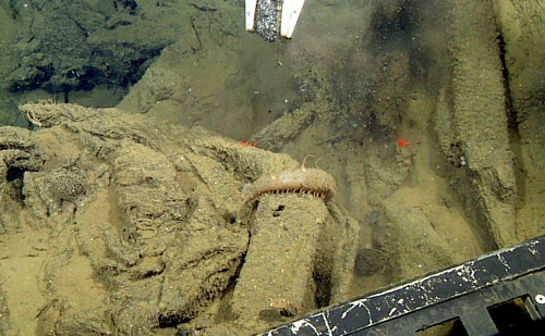 Collecting a sample of a ropy sheet flow that had been an extensive, vigorous eruption on the Pescadero transform fault. This flow is unusually plagioclase crystal-rich (the white flecks in the sample) compared to most lavas of the Alarcón Rise. A sea cucumber is in the center of the photo.