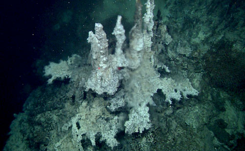 Spires of delicate orifices venting clear shimmering hydrothermal vent fluids on a six-meter-tall chimney in the Pescadero Basin. The red laser dots are 29 centimeters apart for scale.