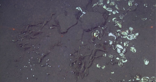 Chemosynthetic tubeworms and clams indicate that chemicals in the sediment had been exposed to seawater by erosion or some other sedimentation event.