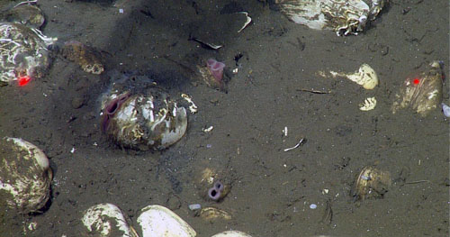 Vesicomyid clam siphons (in pink) peek out of the mud. The red dots are lasers spaces 29 centimeters apart as a measurement tool.