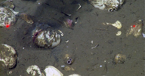 Vesicomyid clam siphons (in pink) peek out of the mud. The red dots are lasers spaces 29 centimeters apart as a measurement tool.