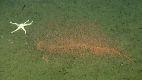 Here, you see a feeding frenzy on a dead fish. The orange dots are amphipods devouring the carcass. The areas where the amphipods are densest form the outline of what is left, merely the skeleton.